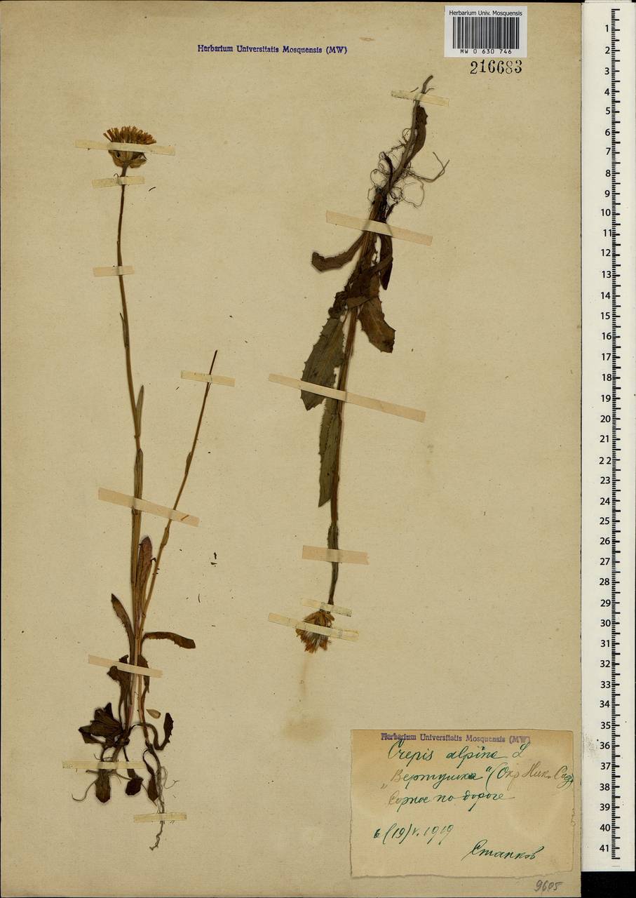 Crepis alpina L., Crimea (KRYM) (Russia)
