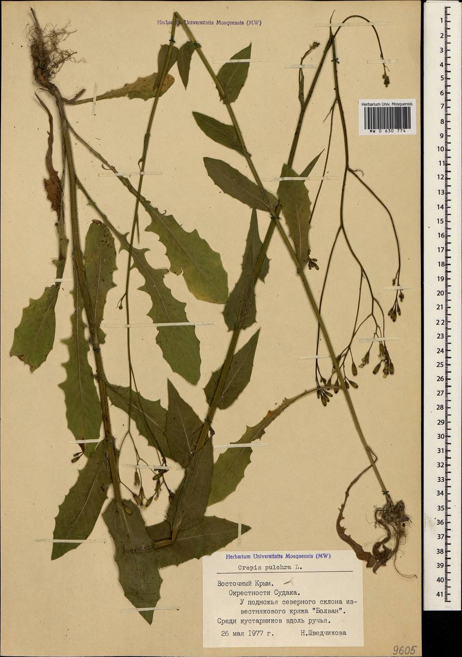 Crepis pulchra L., Crimea (KRYM) (Russia)
