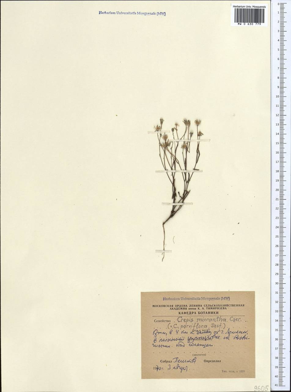 Crepis micrantha Czerep., Crimea (KRYM) (Russia)