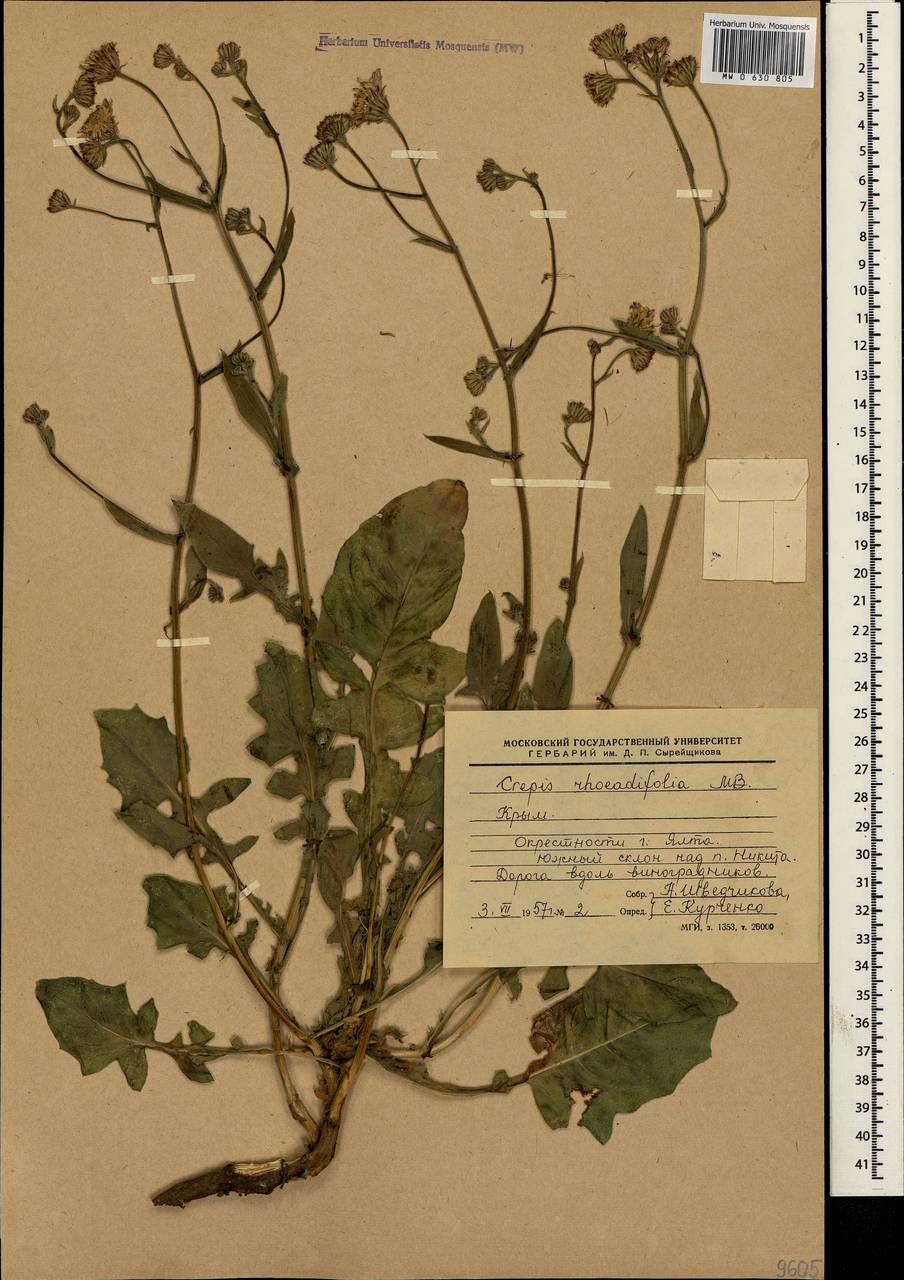 Crepis foetida subsp. rhoeadifolia (M. Bieb.) Celak., Crimea (KRYM) (Russia)