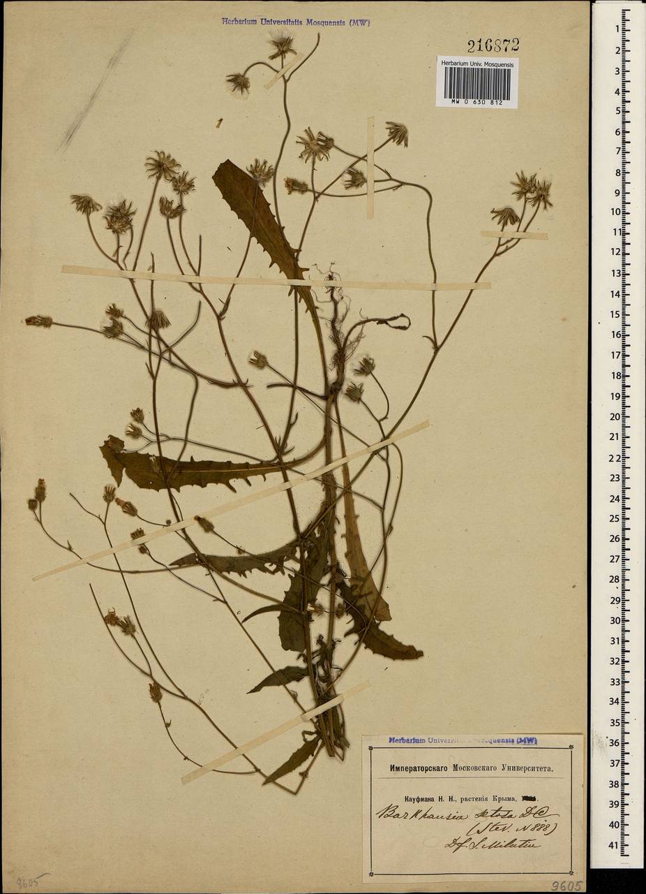 Crepis setosa Hallier fil., Crimea (KRYM) (Russia)