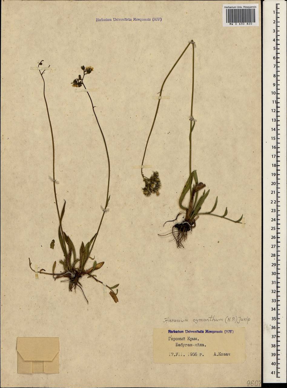 Pilosella bauhini subsp. cymantha (Nägeli & Peter) Soják, Crimea (KRYM) (Russia)