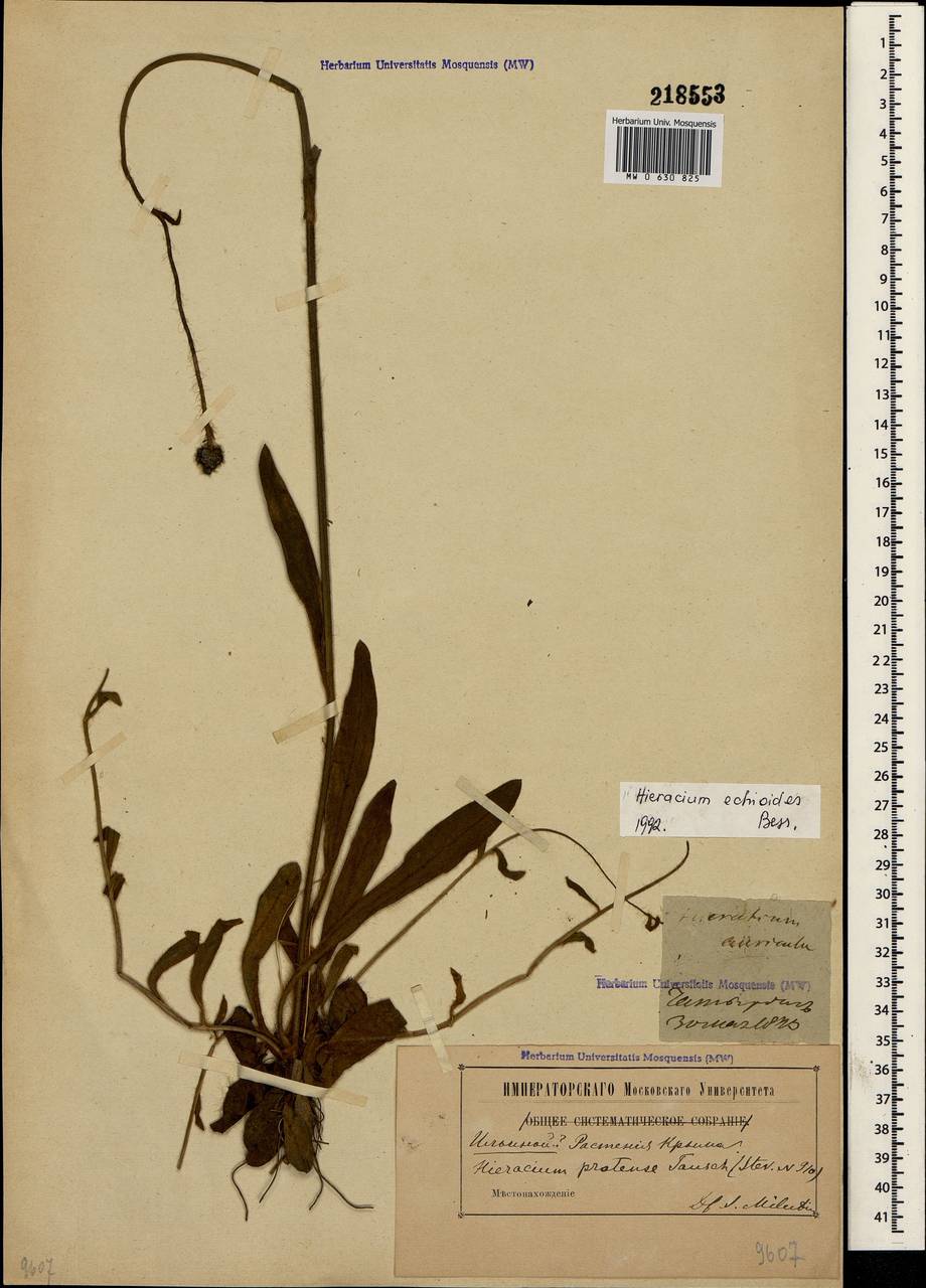 Pilosella echioides subsp. echioides, Crimea (KRYM) (Russia)