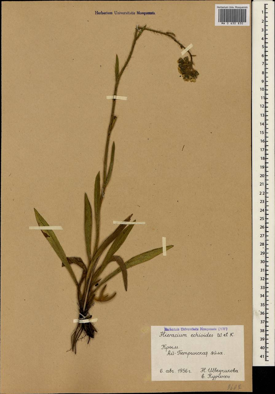 Pilosella echioides subsp. echioides, Crimea (KRYM) (Russia)