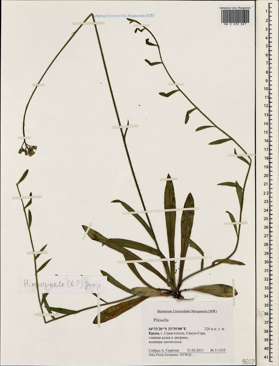 Pilosella bauhini subsp. magyarica (Peter) S. Bräut., Crimea (KRYM) (Russia)