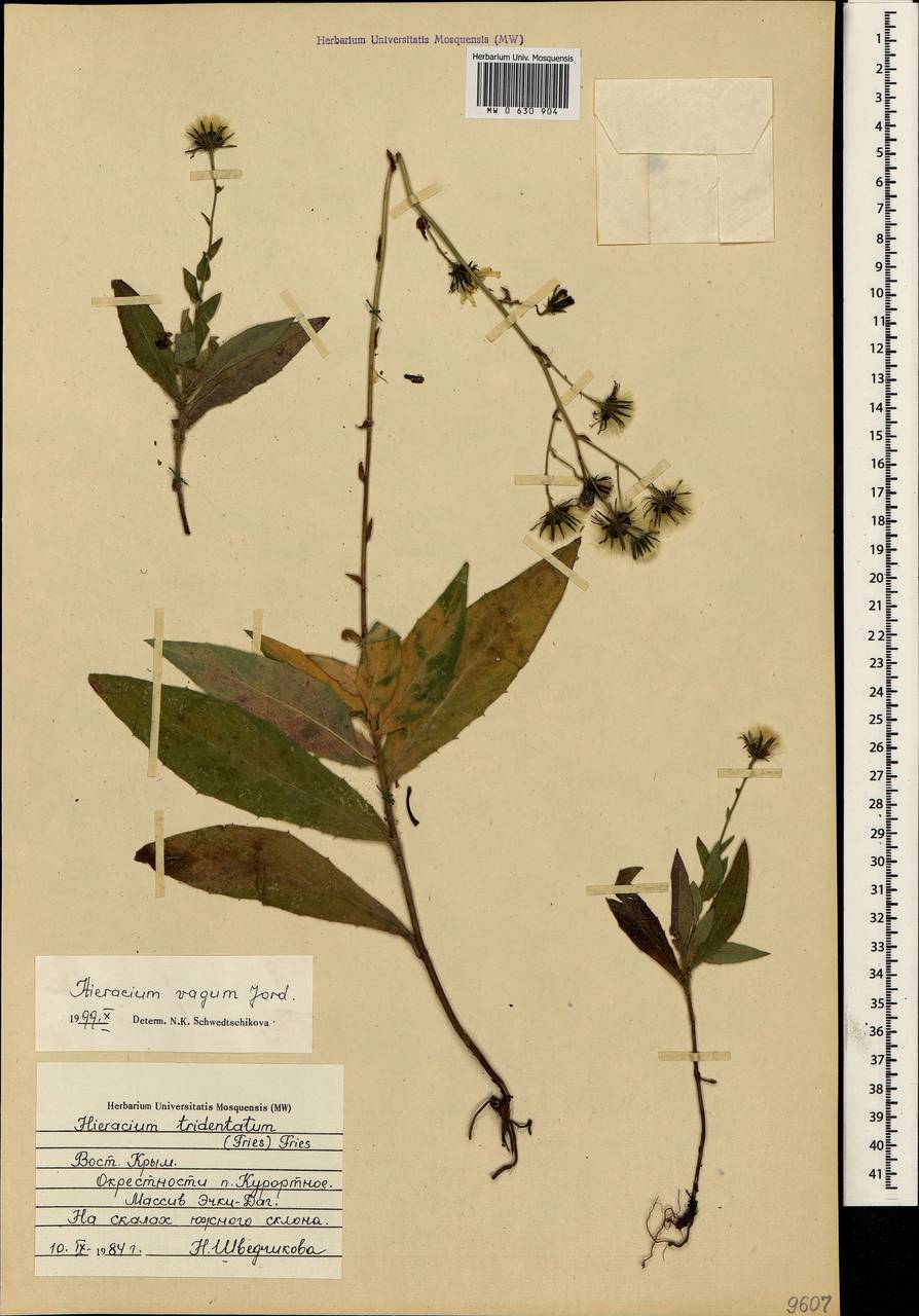 Hieracium sabaudum subsp. vagum (Jord.) Zahn, Crimea (KRYM) (Russia)