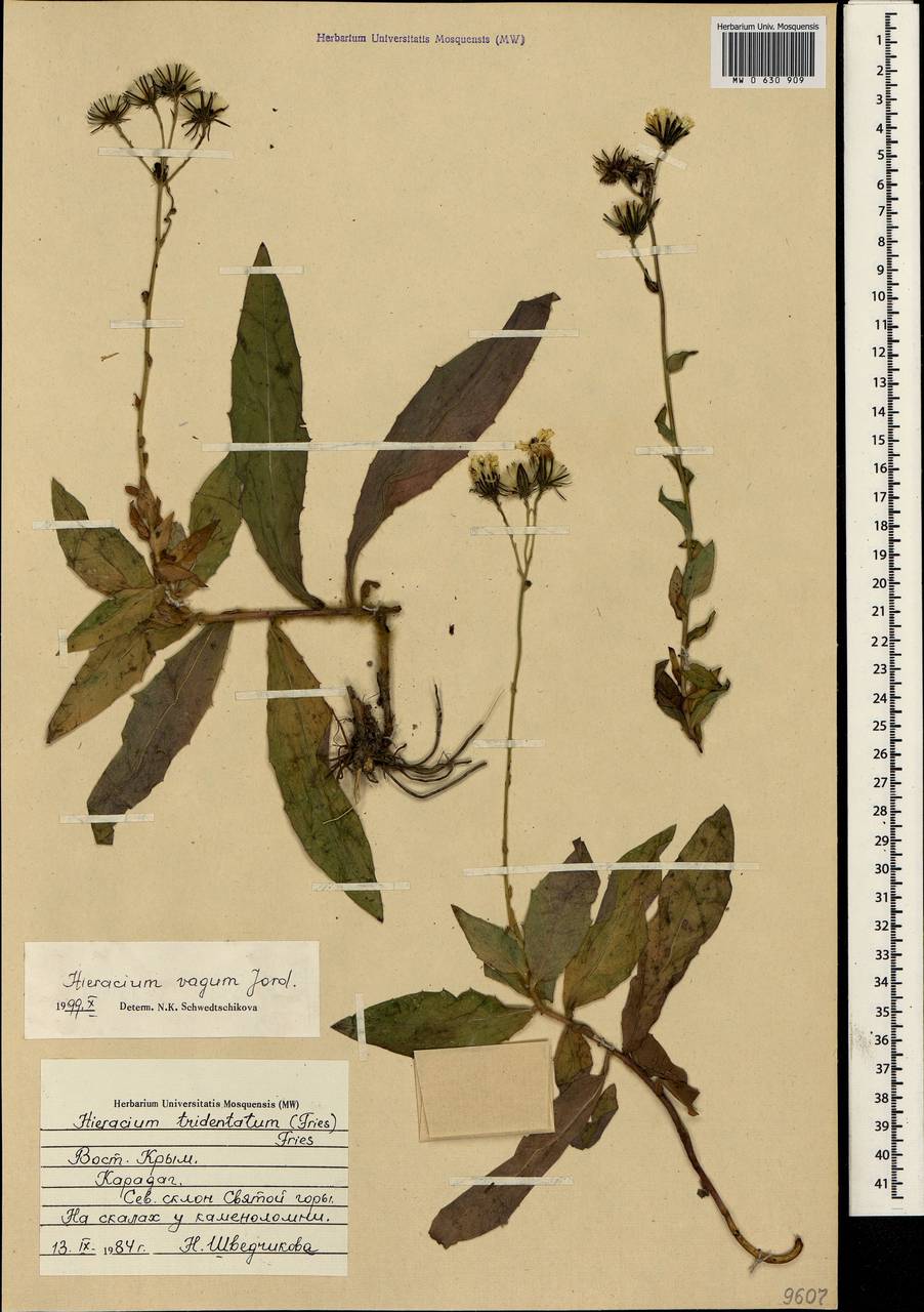 Hieracium sabaudum subsp. vagum (Jord.) Zahn, Crimea (KRYM) (Russia)