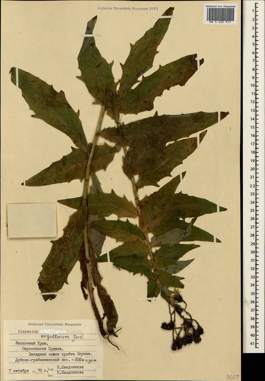Hieracium sabaudum subsp. virgultorum (Jord.) Zahn, Crimea (KRYM) (Russia)