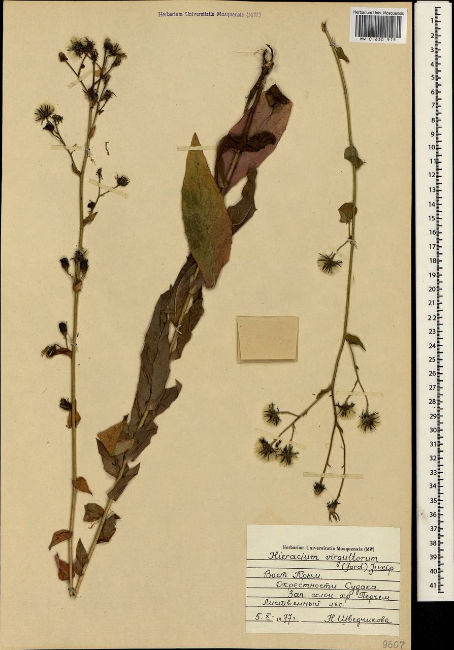 Hieracium sabaudum subsp. virgultorum (Jord.) Zahn, Crimea (KRYM) (Russia)