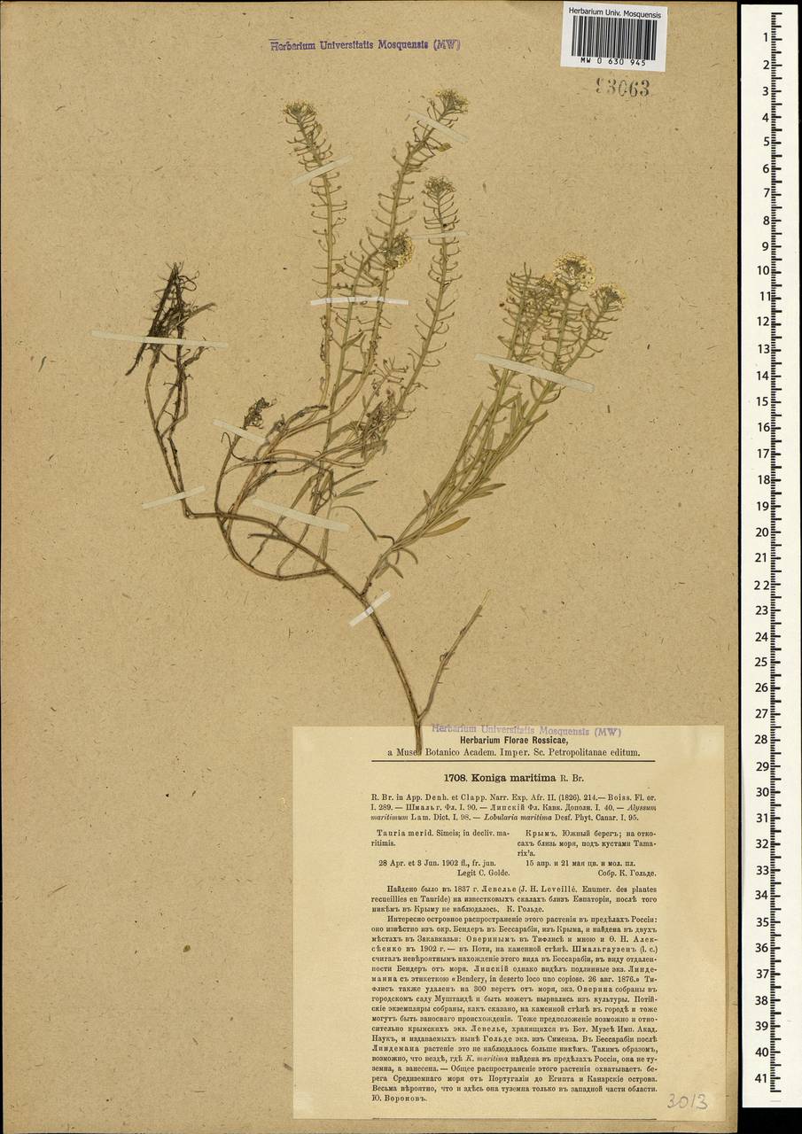 Lobularia maritima (L.) Desv., Crimea (KRYM) (Russia)