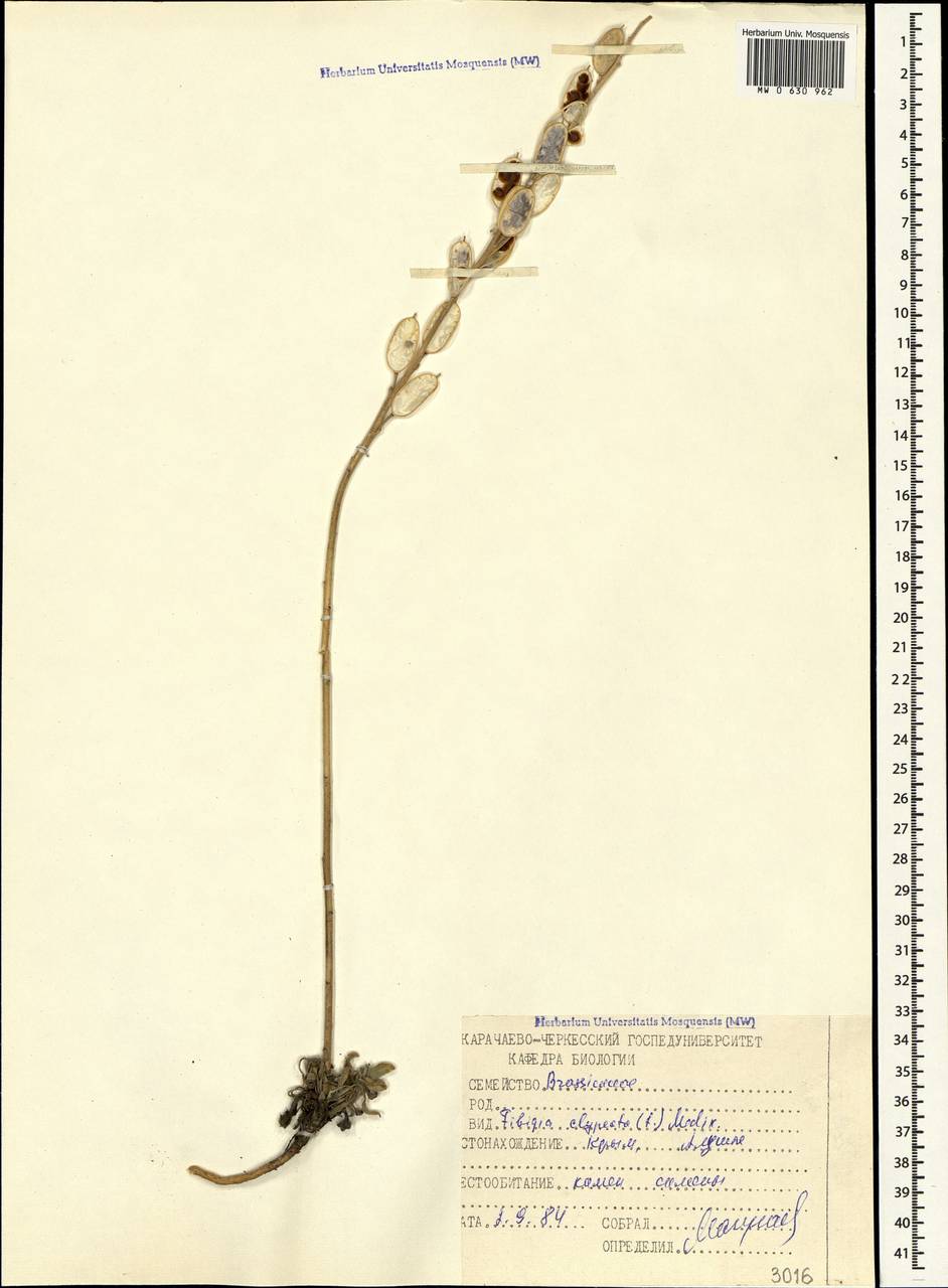 Fibigia clypeata (L.) Medik., Crimea (KRYM) (Russia)