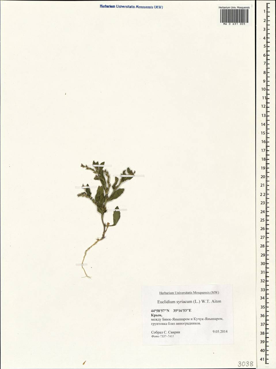 Euclidium syriacum (L.) W.T. Aiton, Crimea (KRYM) (Russia)