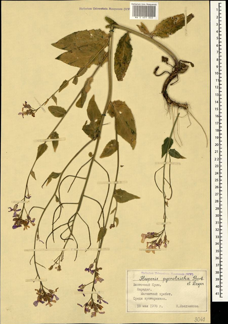 Hesperis pycnotricha Borbás & Degen, Crimea (KRYM) (Russia)