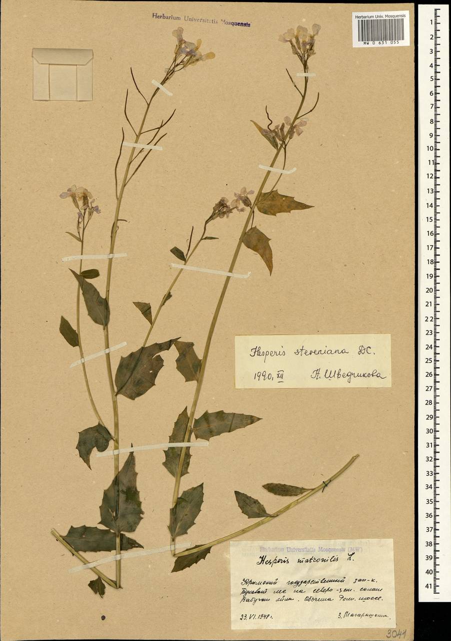 Hesperis steveniana DC., Crimea (KRYM) (Russia)