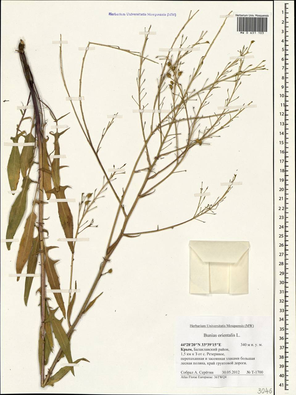 Bunias orientalis L., Crimea (KRYM) (Russia)