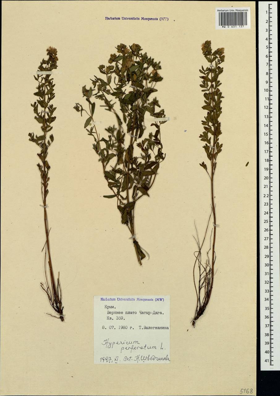 Hypericum perforatum L., Crimea (KRYM) (Russia)