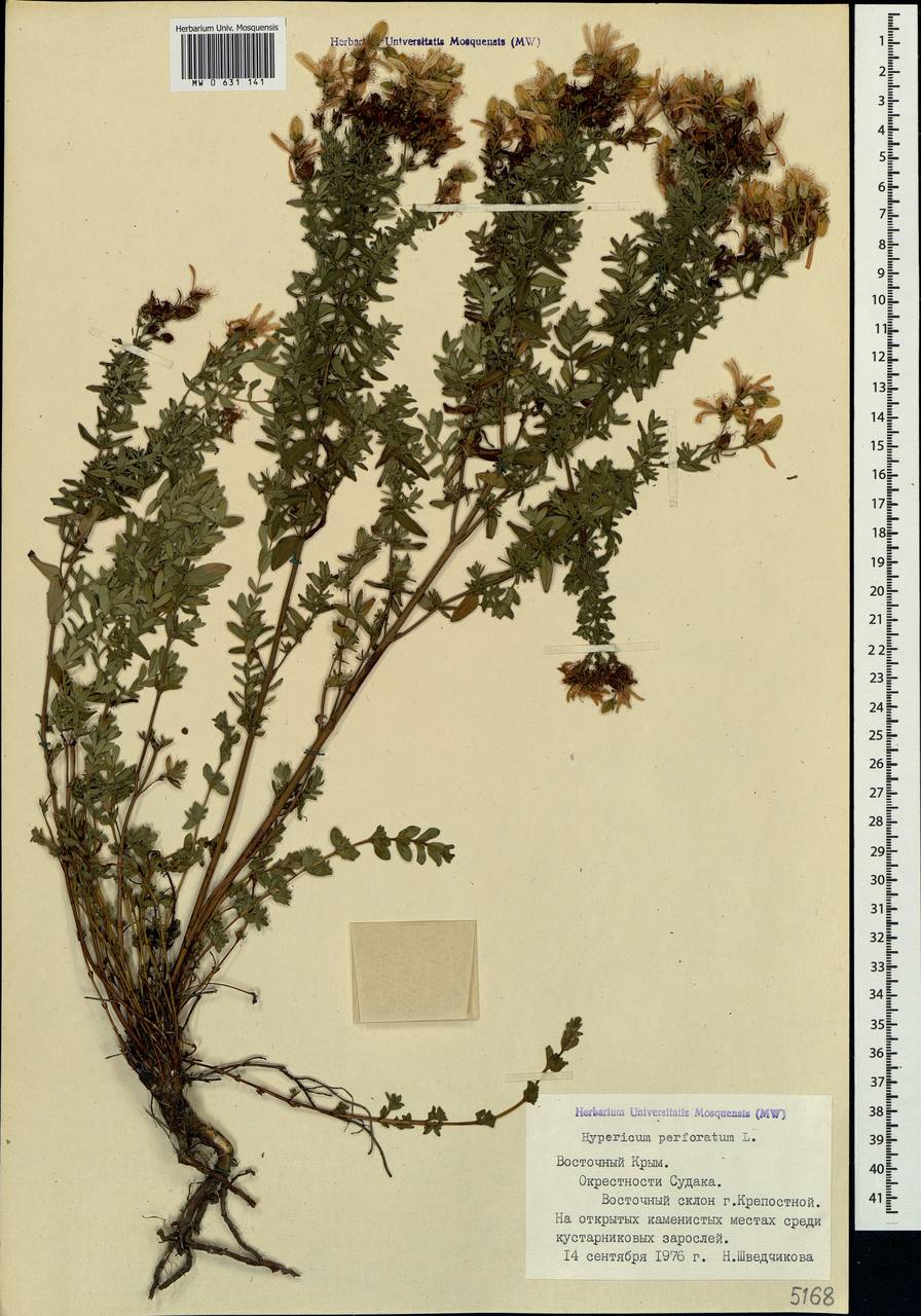Hypericum perforatum, Crimea (KRYM) (Russia)