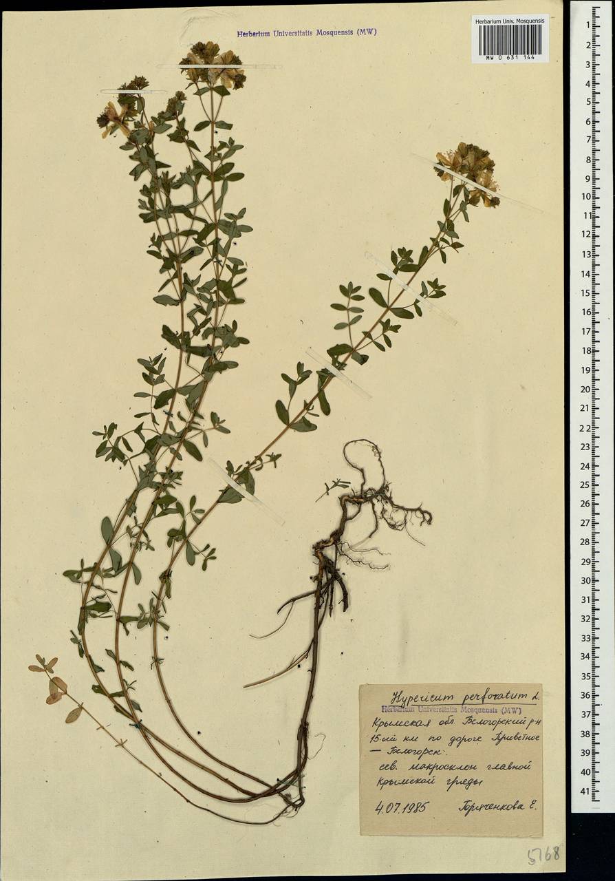 Hypericum perforatum, Crimea (KRYM) (Russia)