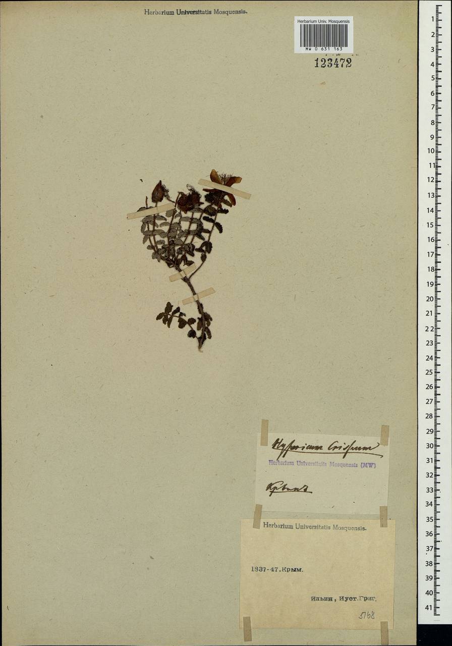 Hypericum triquetrifolium Turra, Crimea (KRYM) (Russia)