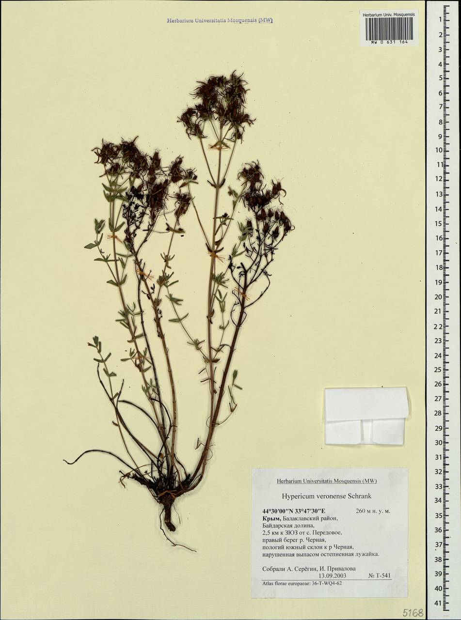 Hypericum perforatum subsp. veronense (Schrank) A. Fröhlich, Crimea (KRYM) (Russia)
