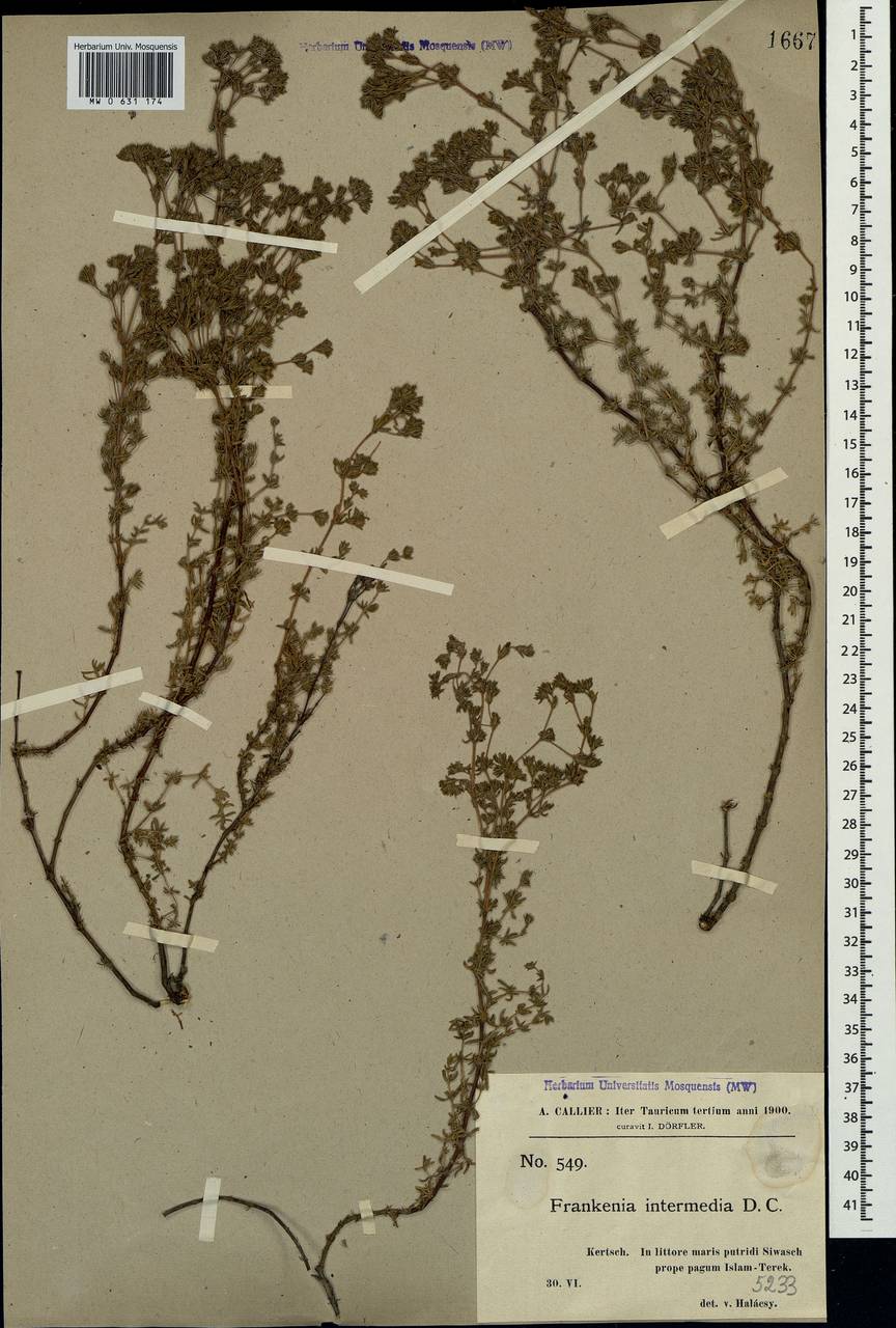 Frankenia hirsuta L., Crimea (KRYM) (Russia)