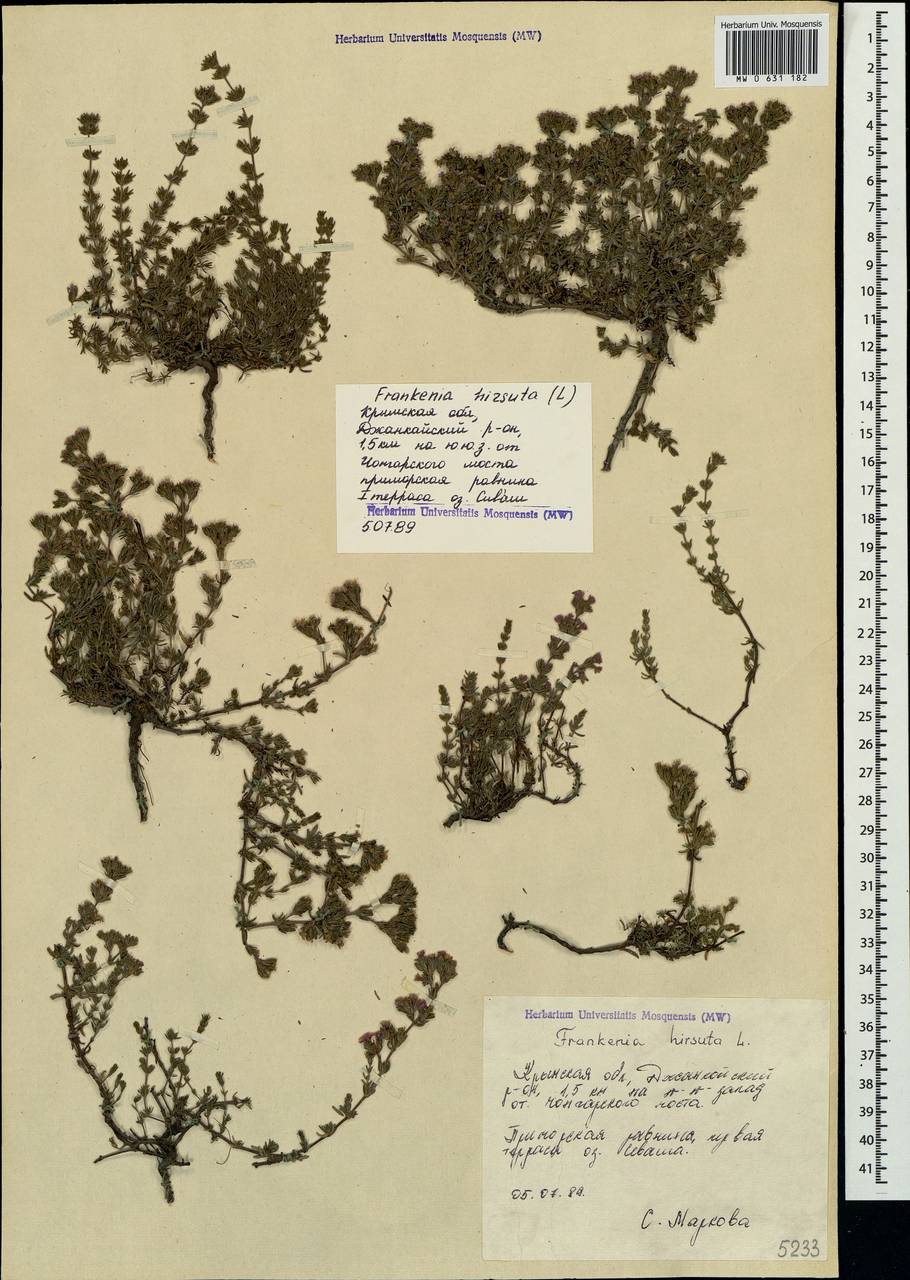 Frankenia hirsuta L., Crimea (KRYM) (Russia)