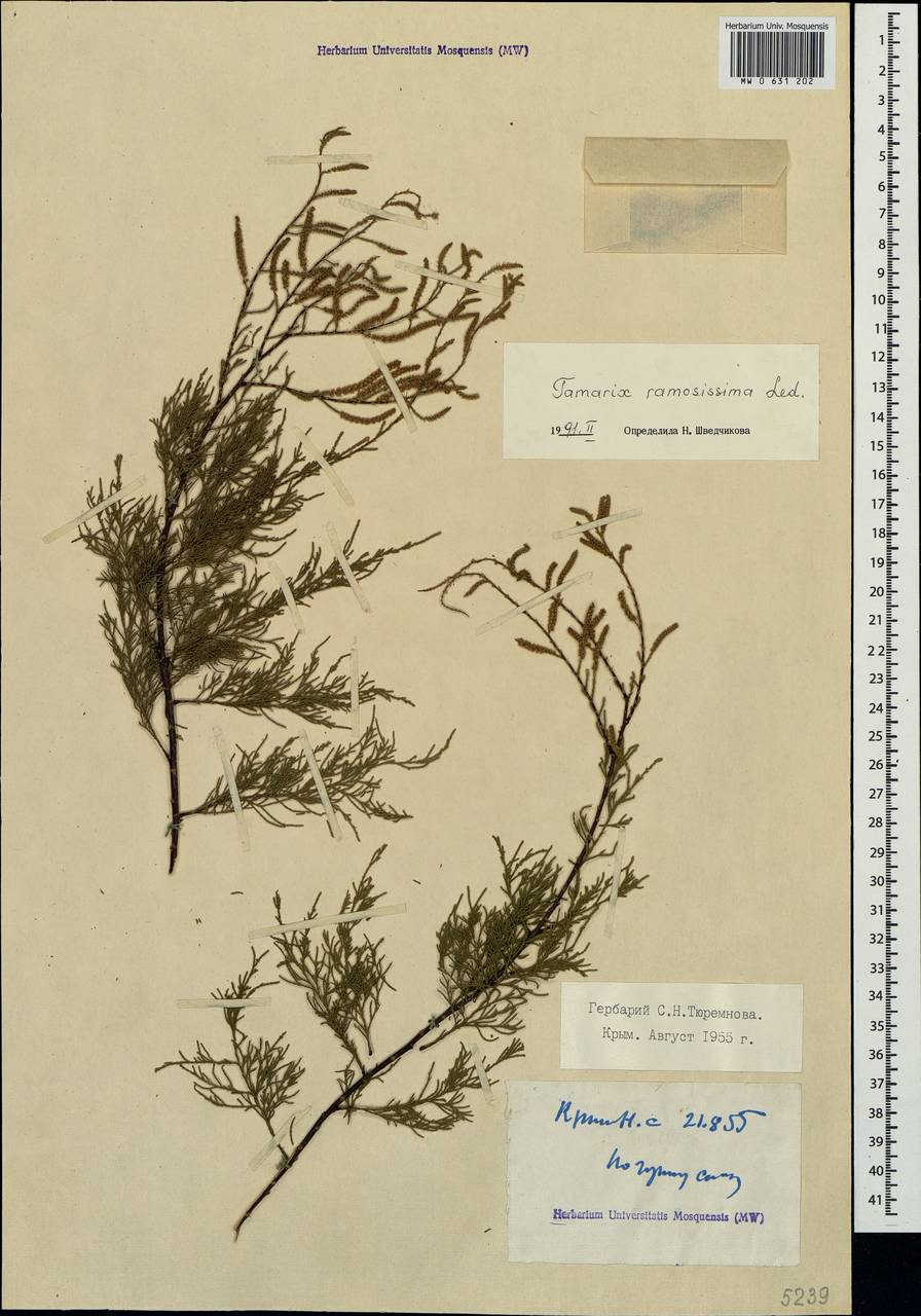 Tamarix ramosissima Ledeb., Crimea (KRYM) (Russia)