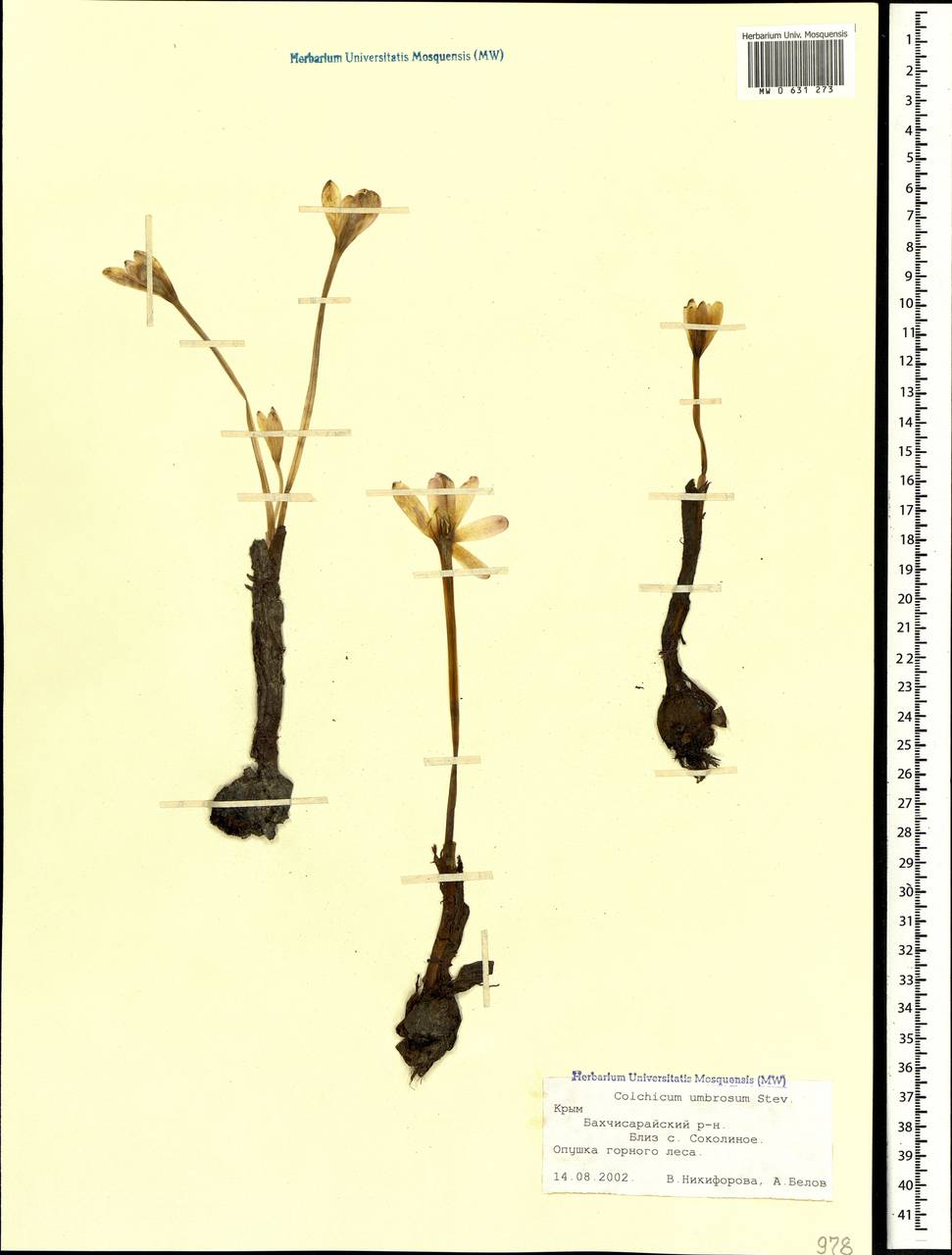 Colchicum umbrosum Steven, Crimea (KRYM) (Russia)