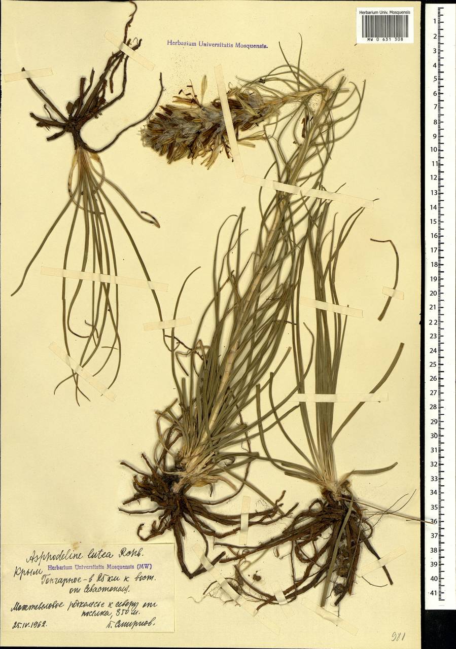 Asphodeline lutea (L.) Rchb., Crimea (KRYM) (Russia)