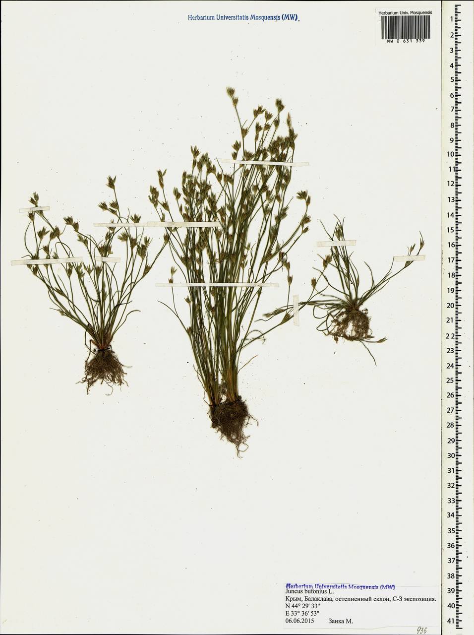 Juncus bufonius L., Crimea (KRYM) (Russia)