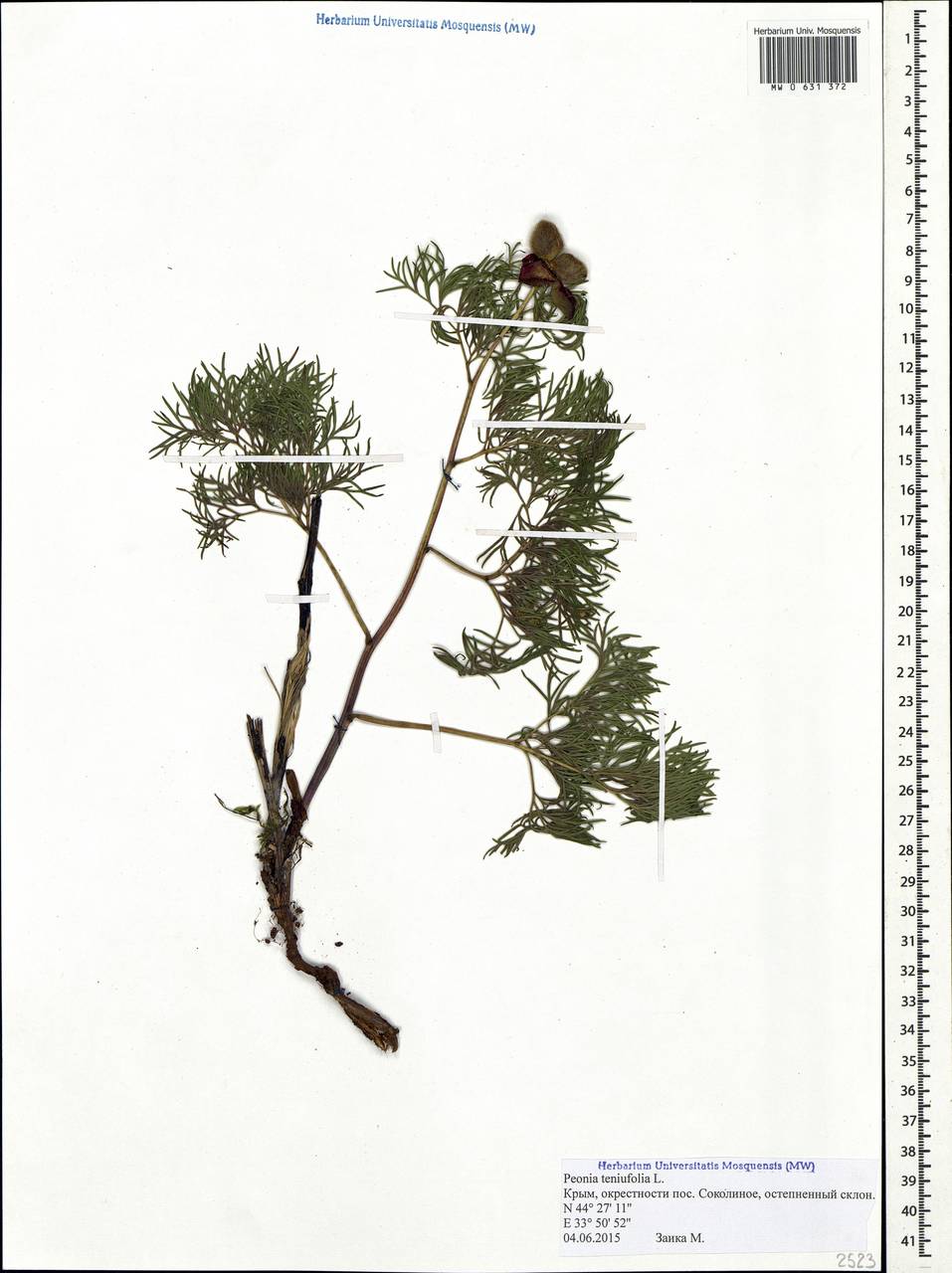 Paeonia tenuifolia L., Crimea (KRYM) (Russia)