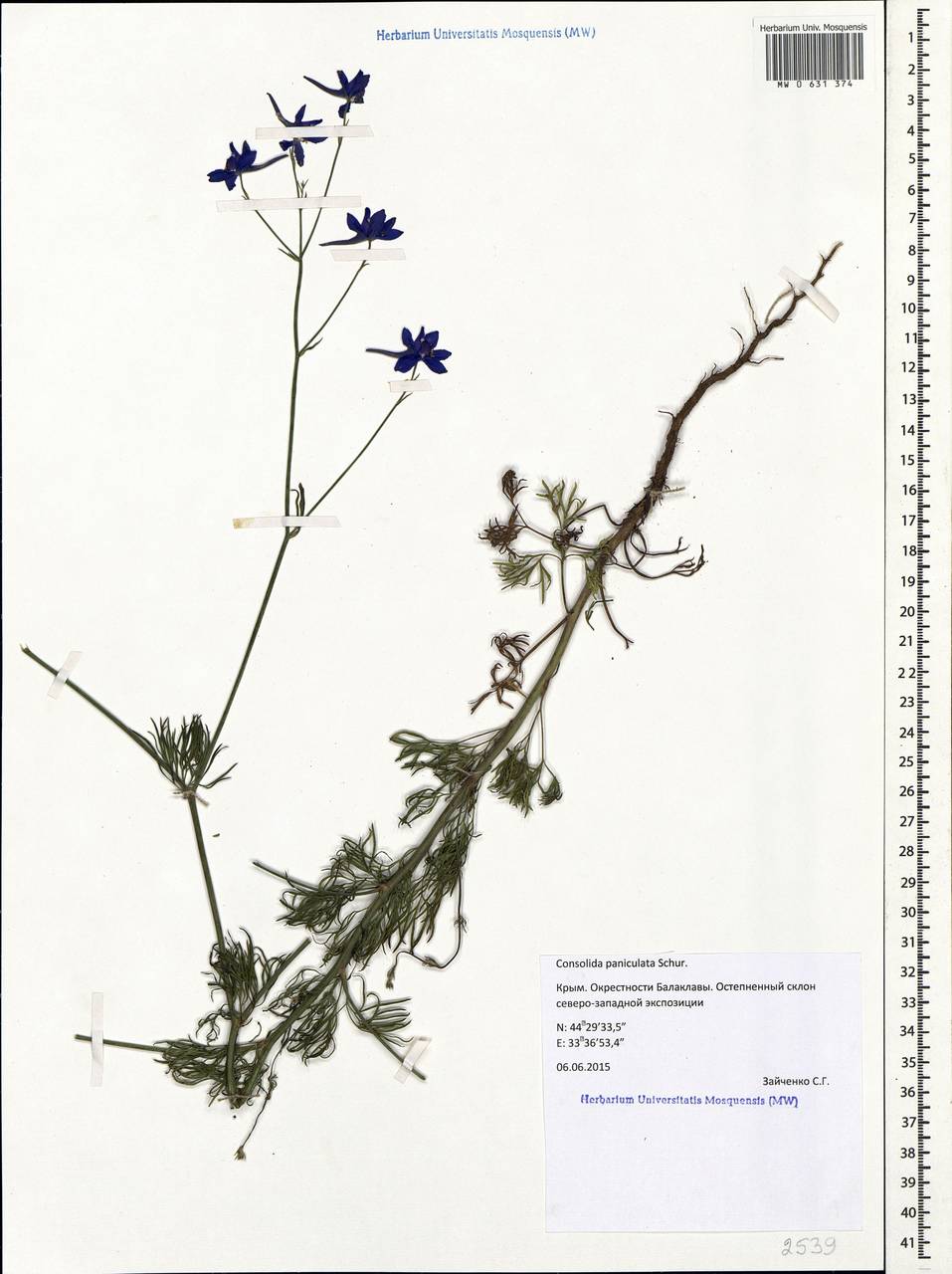 Delphinium consolida subsp. paniculatum (Host) N.Busch, Crimea (KRYM) (Russia)