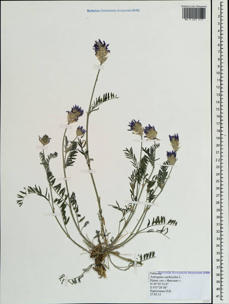 Astragalus onobrychis L., Crimea (KRYM) (Russia)