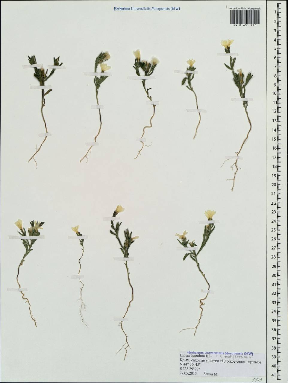 Linum nodiflorum L., Crimea (KRYM) (Russia)