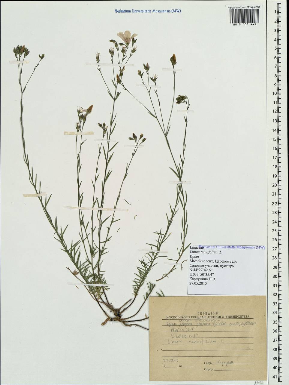 Linum tenuifolium L., Crimea (KRYM) (Russia)