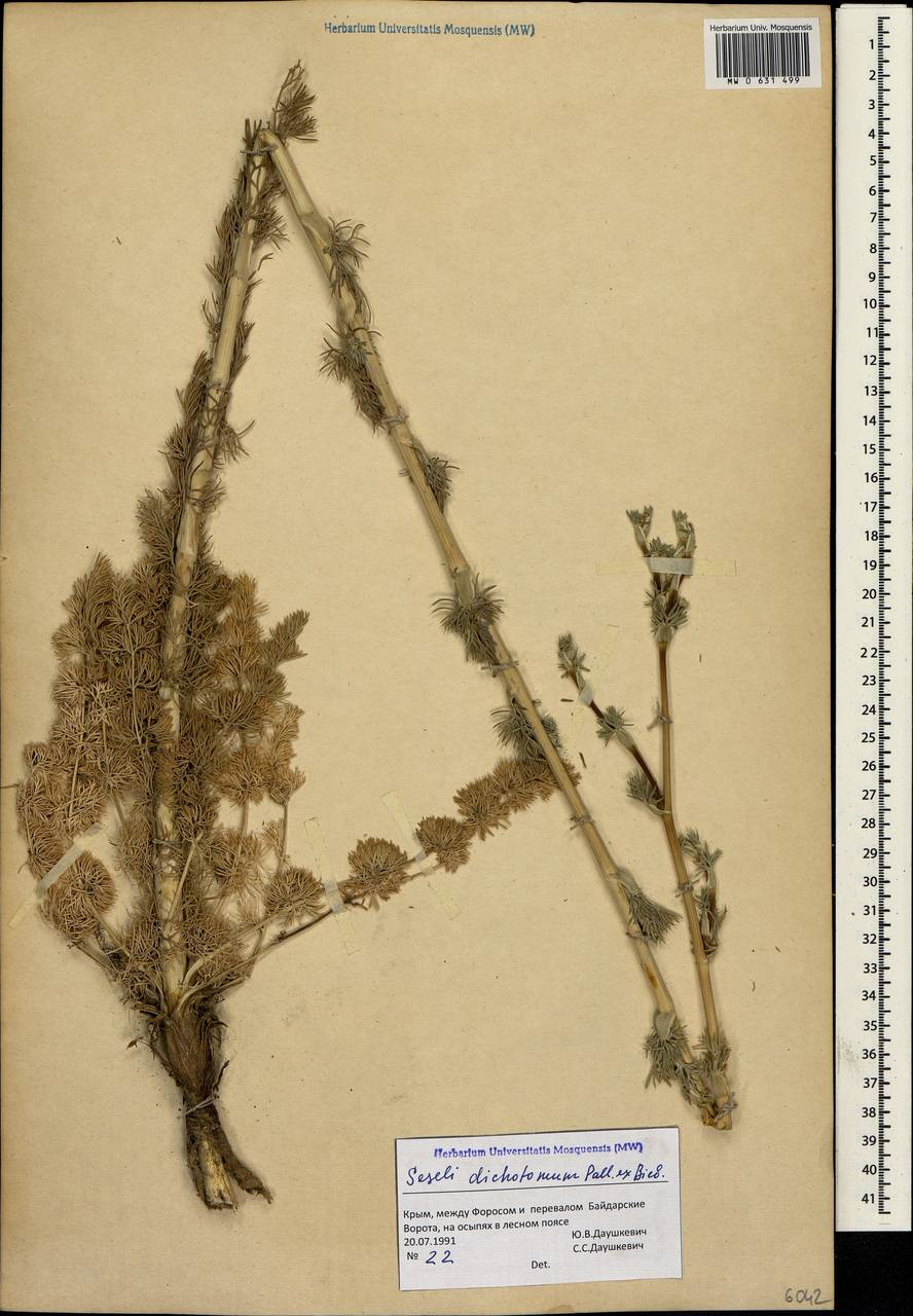 Hippomarathrum dichotomum (Pall. ex M. Bieb.) Link, Crimea (KRYM) (Russia)