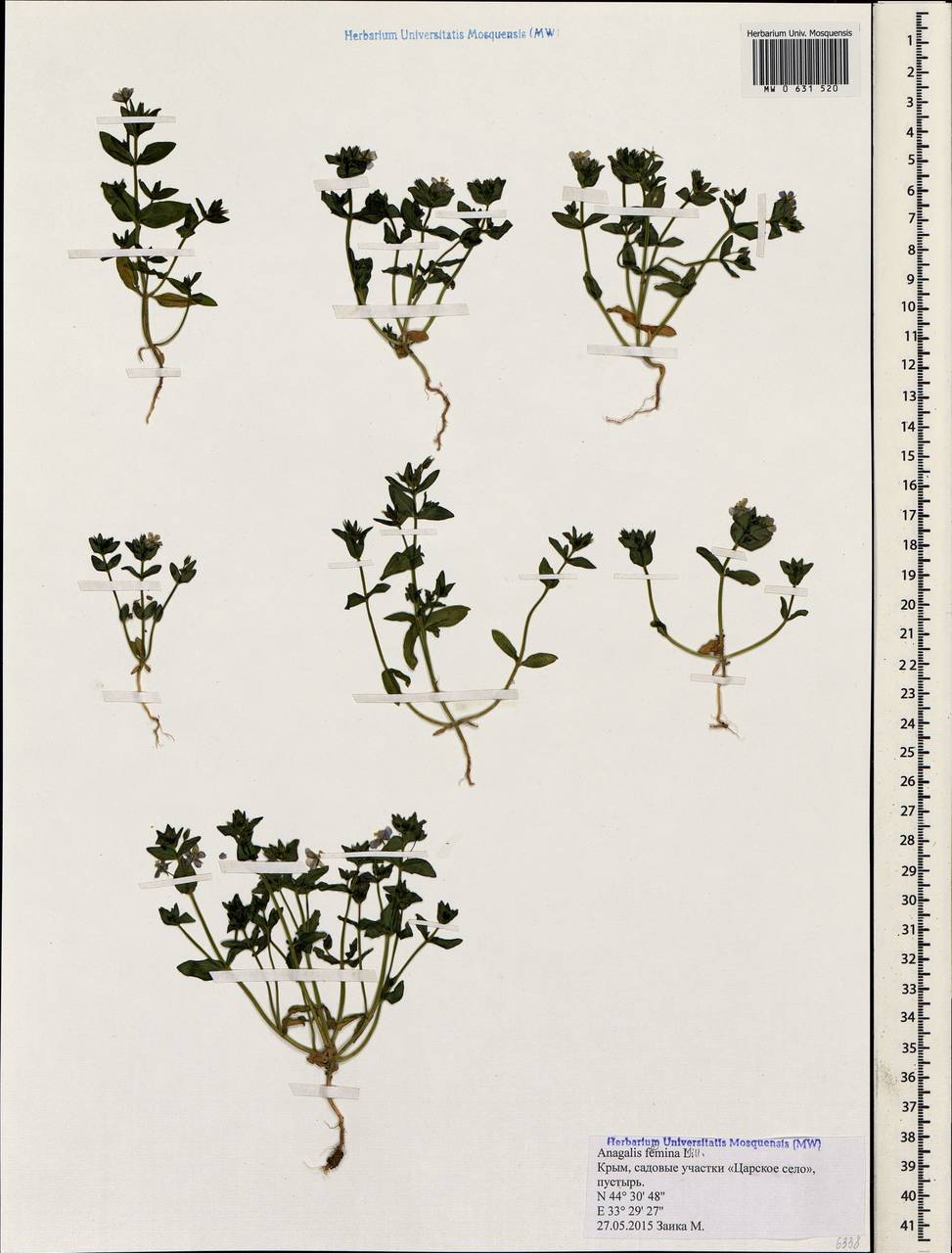 Lysimachia foemina (Mill.) U. Manns & Anderb., Crimea (KRYM) (Russia)