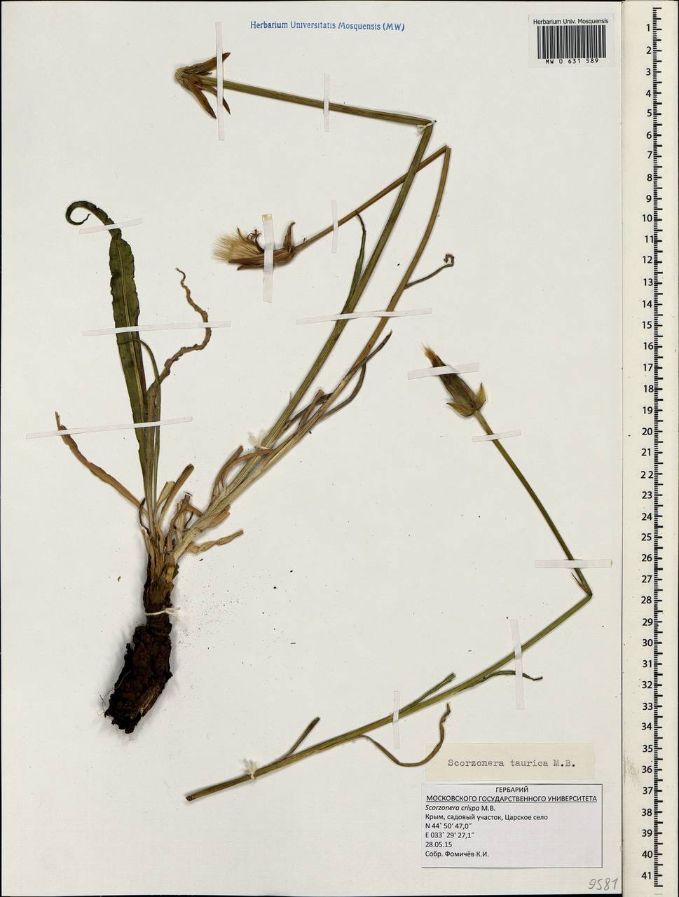 Pseudopodospermum tauricum (M. Bieb.) Vasjukov & Saksonov, Crimea (KRYM) (Russia)