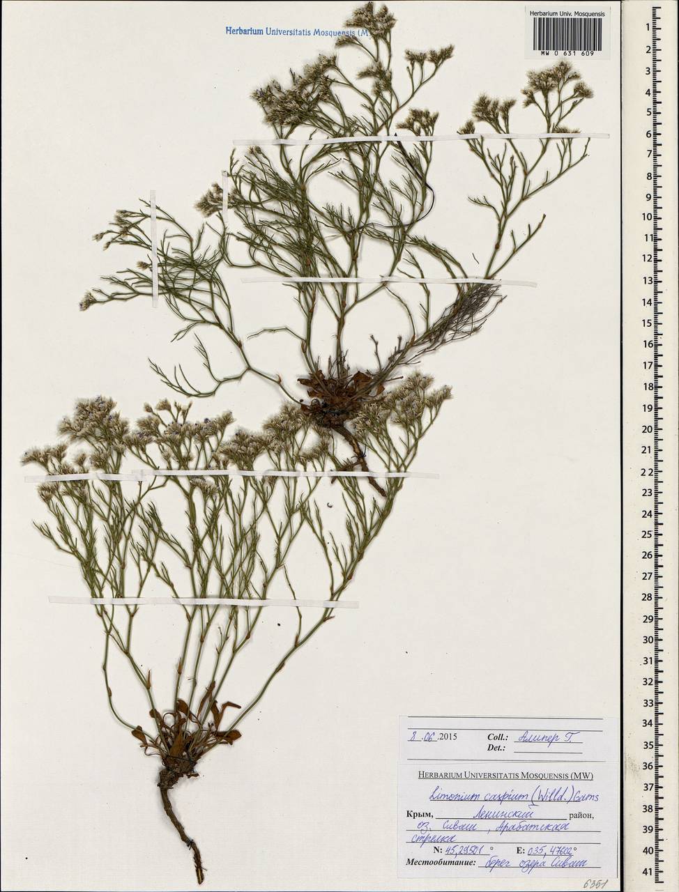 Limonium bellidifolium (Gouan) Dumort., Crimea (KRYM) (Russia)