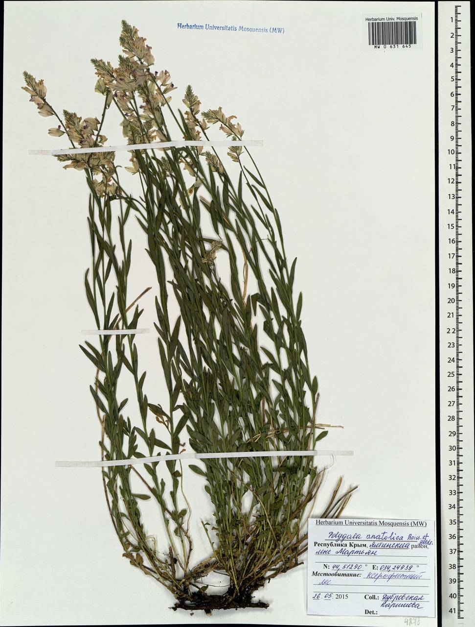 Polygala anatolica Boiss. & Heldr., Crimea (KRYM) (Russia)