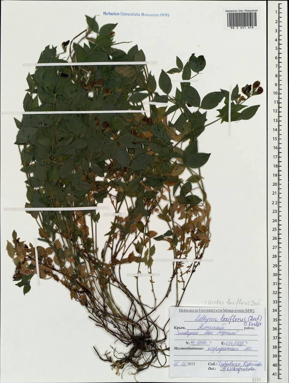 Lathyrus laxiflorus (Desf.)Kuntze, Crimea (KRYM) (Russia)