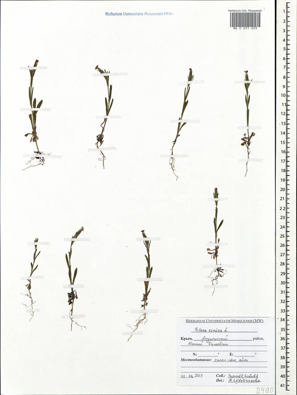 Silene conica subsp. conica, Crimea (KRYM) (Russia)