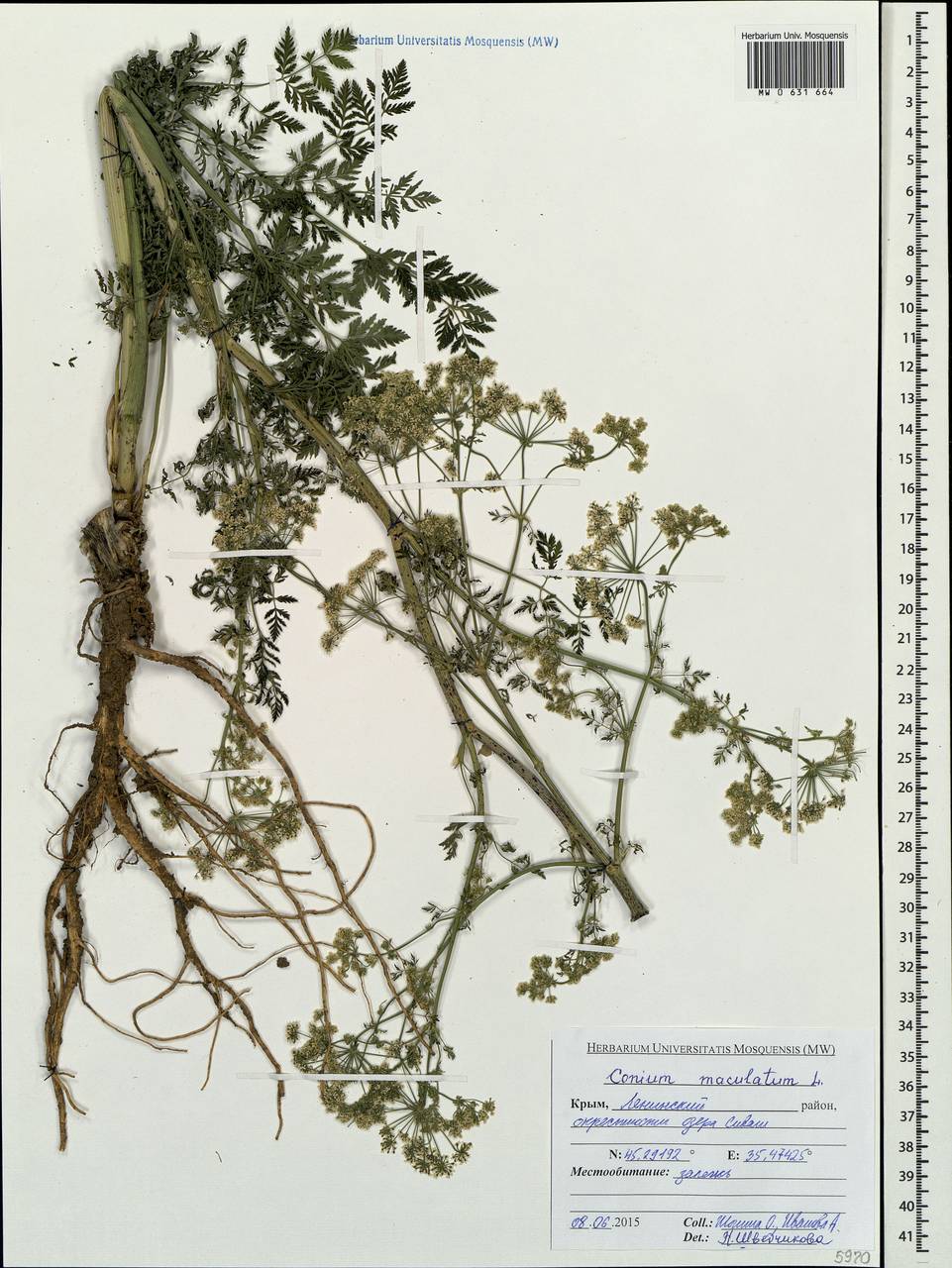 Conium maculatum L., Crimea (KRYM) (Russia)