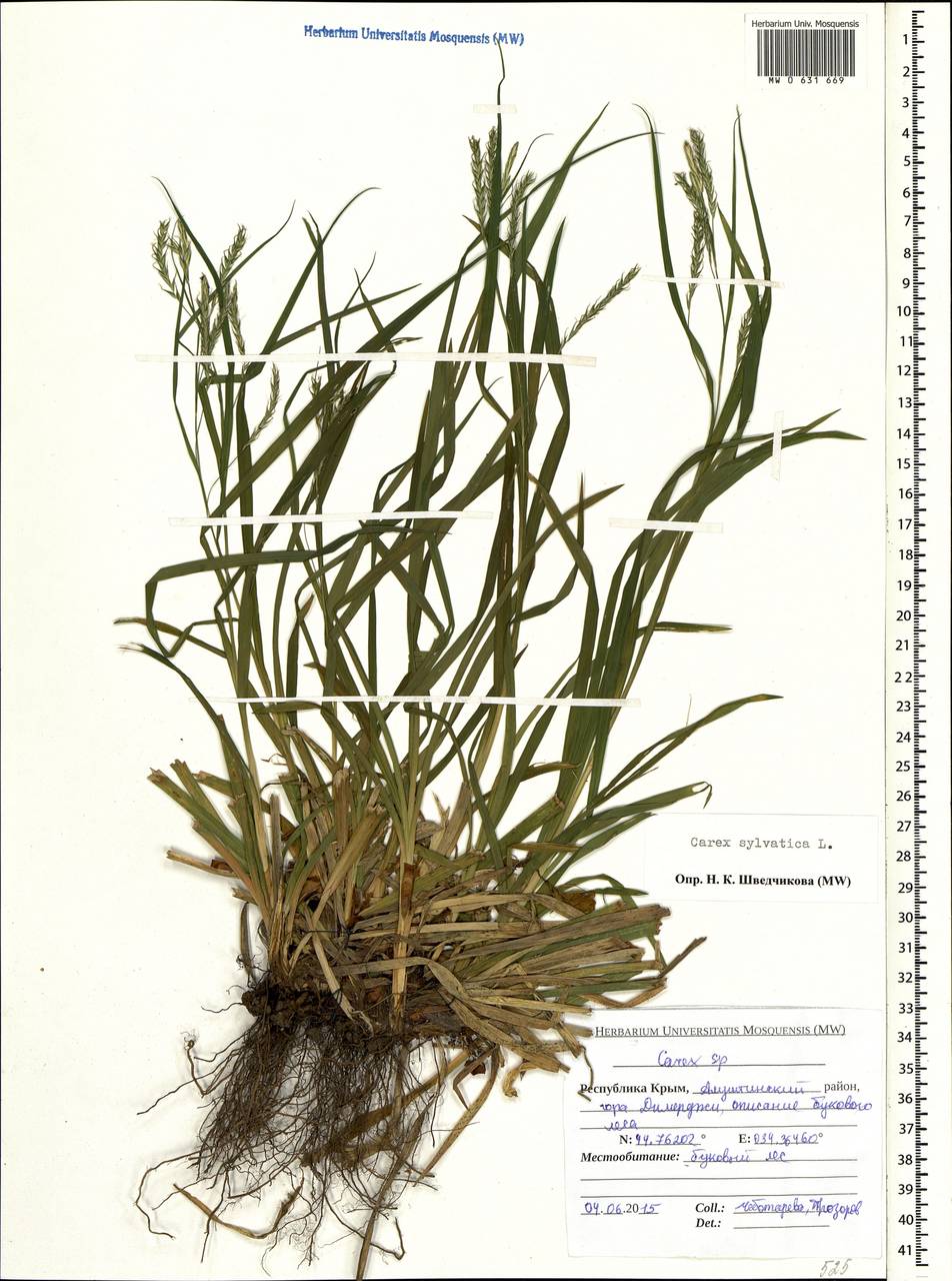 Carex sylvatica Huds., Crimea (KRYM) (Russia)