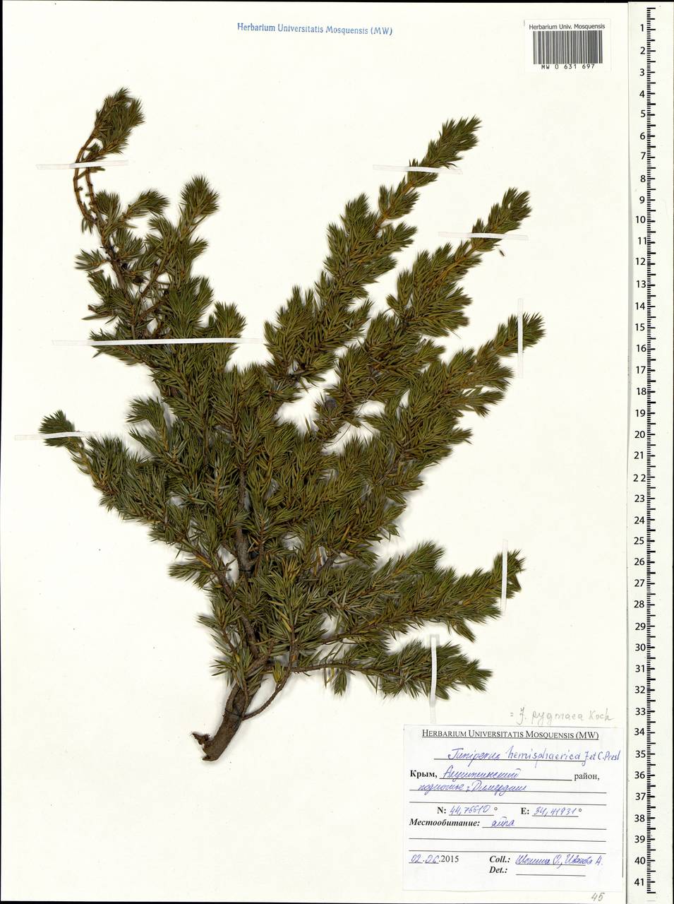 Juniperus communis var. communis, Crimea (KRYM) (Russia)