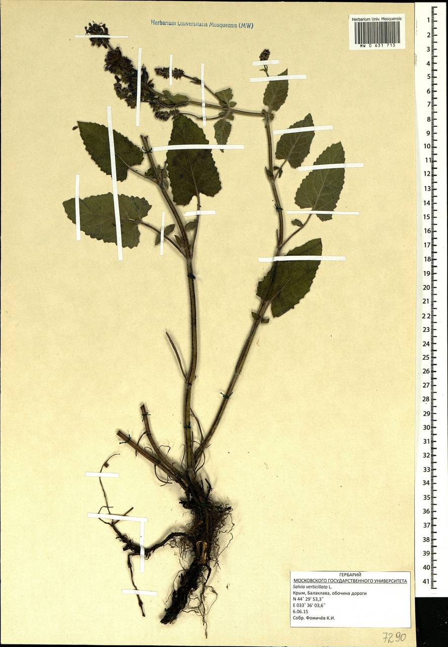 Salvia verticillata L., Crimea (KRYM) (Russia)