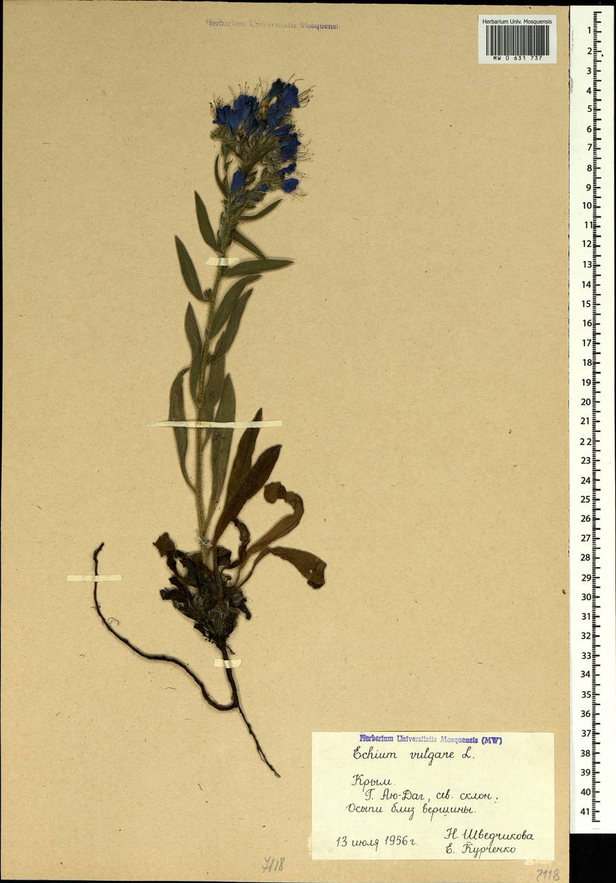 Echium vulgare L., Crimea (KRYM) (Russia)