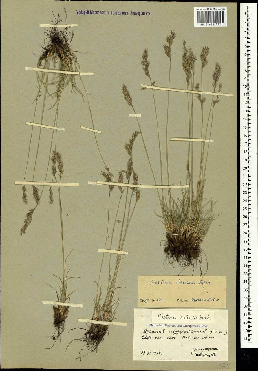 Festuca valesiaca Schleich. ex Gaudin, Crimea (KRYM) (Russia)