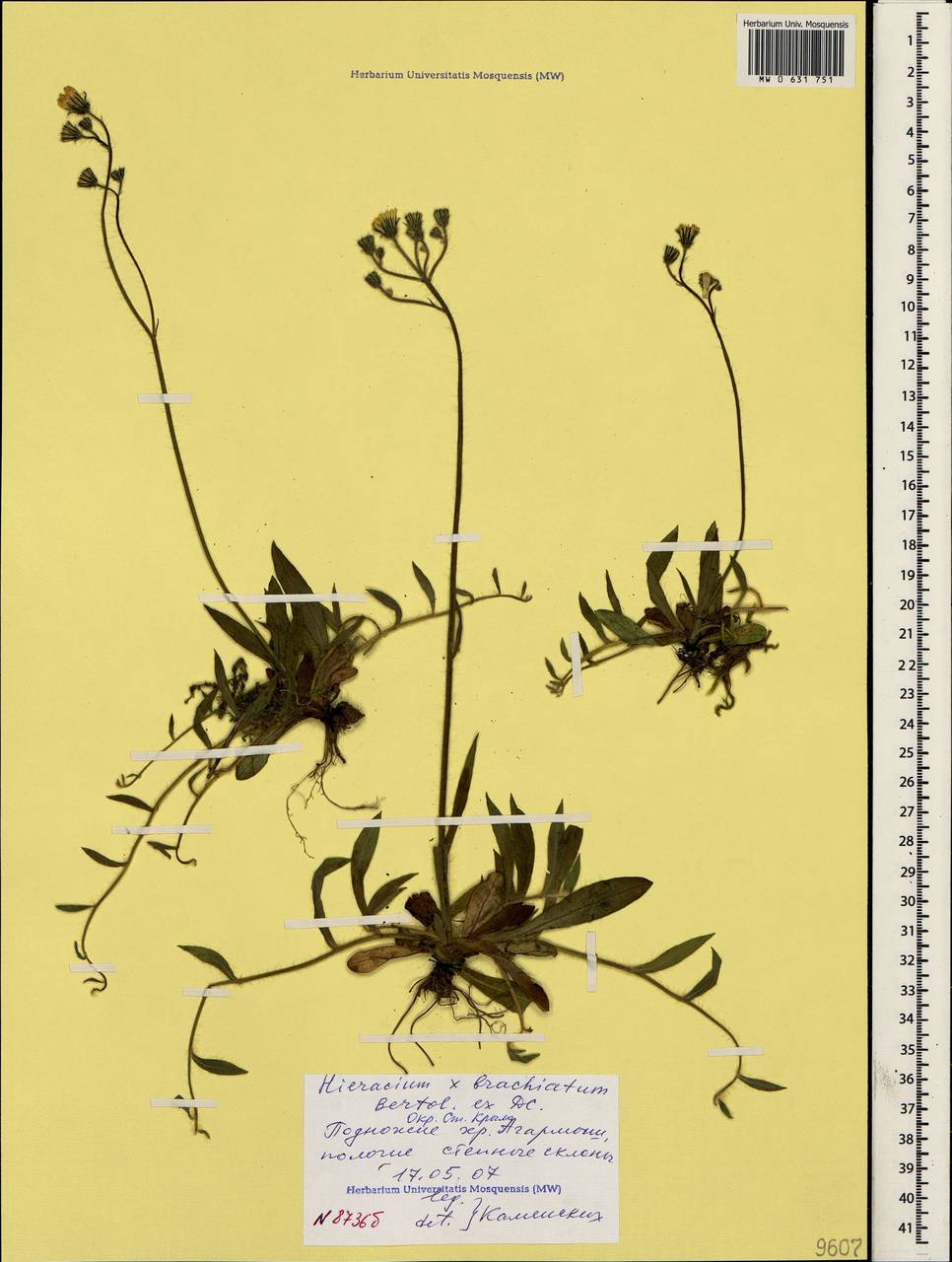 Pilosella acutifolia subsp. acutifolia, Crimea (KRYM) (Russia)