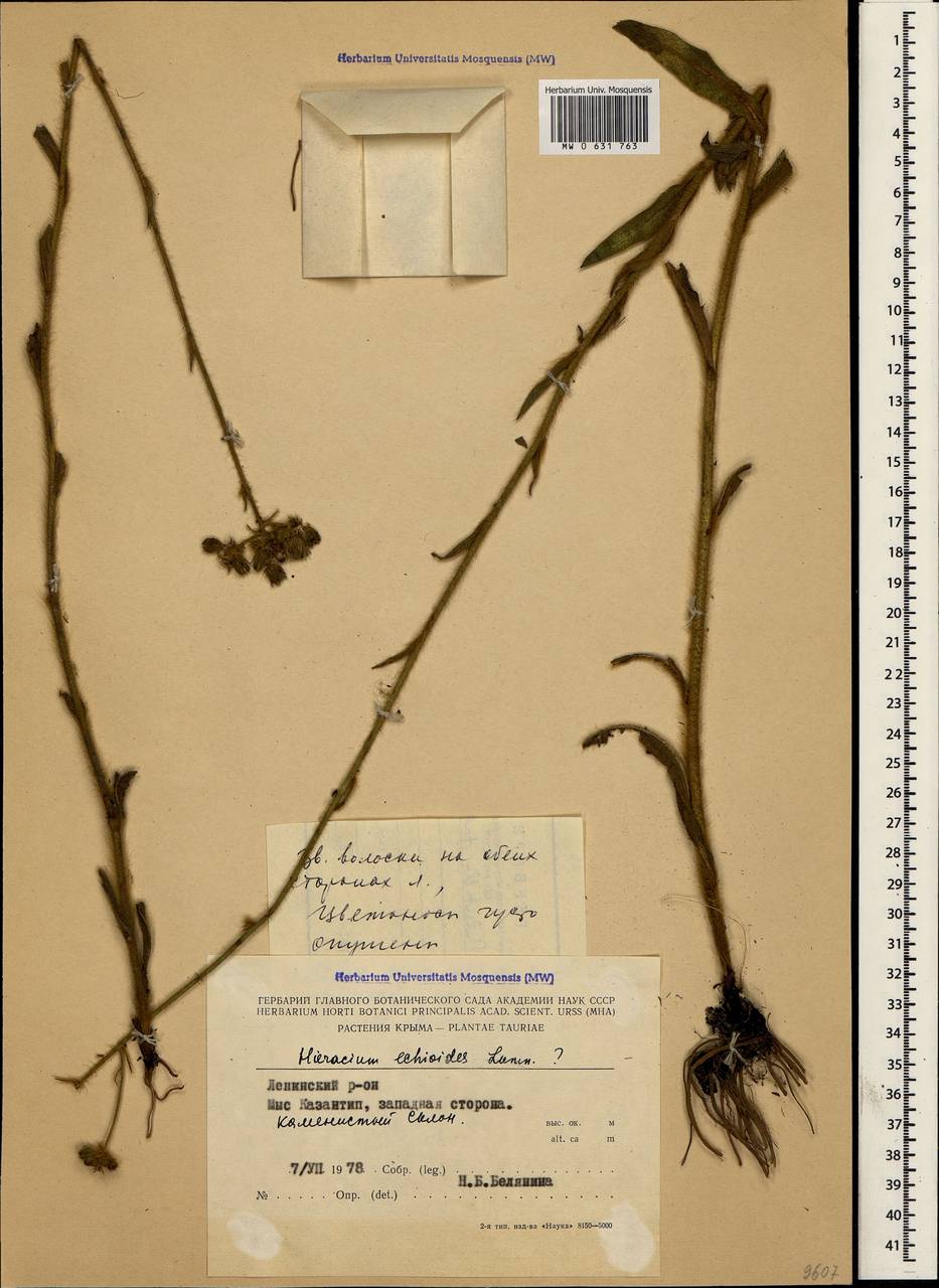 Pilosella echioides subsp. echioides, Crimea (KRYM) (Russia)